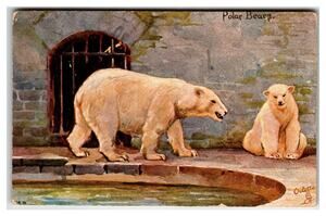Raphael Tuck Oilette Postcard Polar Bears Zoo Edwardian 1907 M. MCN. W.